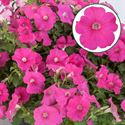 Bild von Petunia P12 FF Pink